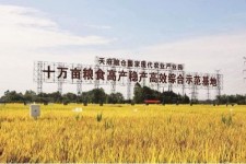 磁县关于成都商务伴游外围雇用的信息